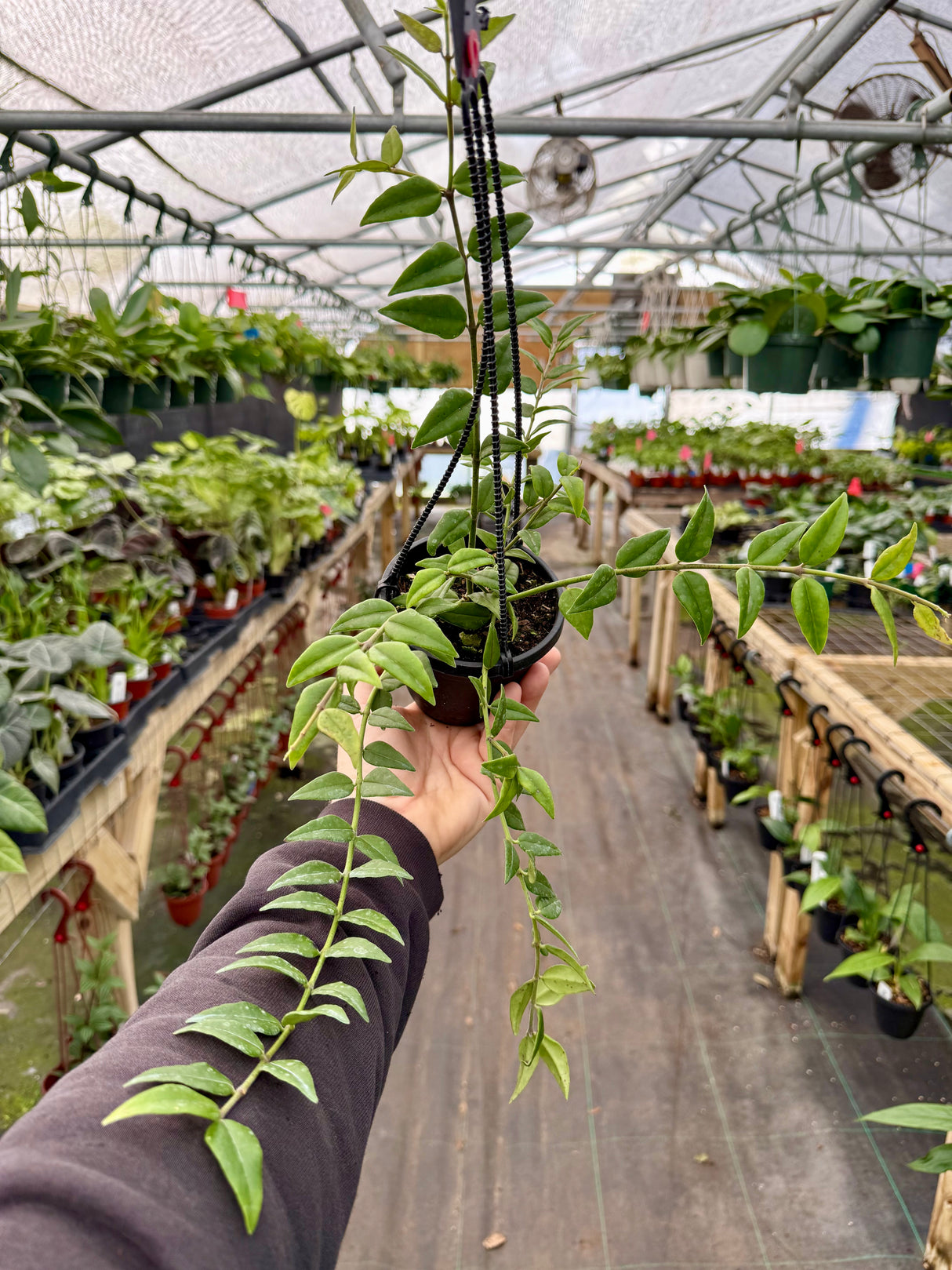 4" Hoya ‘Bella’ hanging basket - Canopy Plant Co.