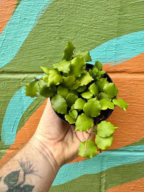 4" Hoya endauensis - Canopy Plant Co.