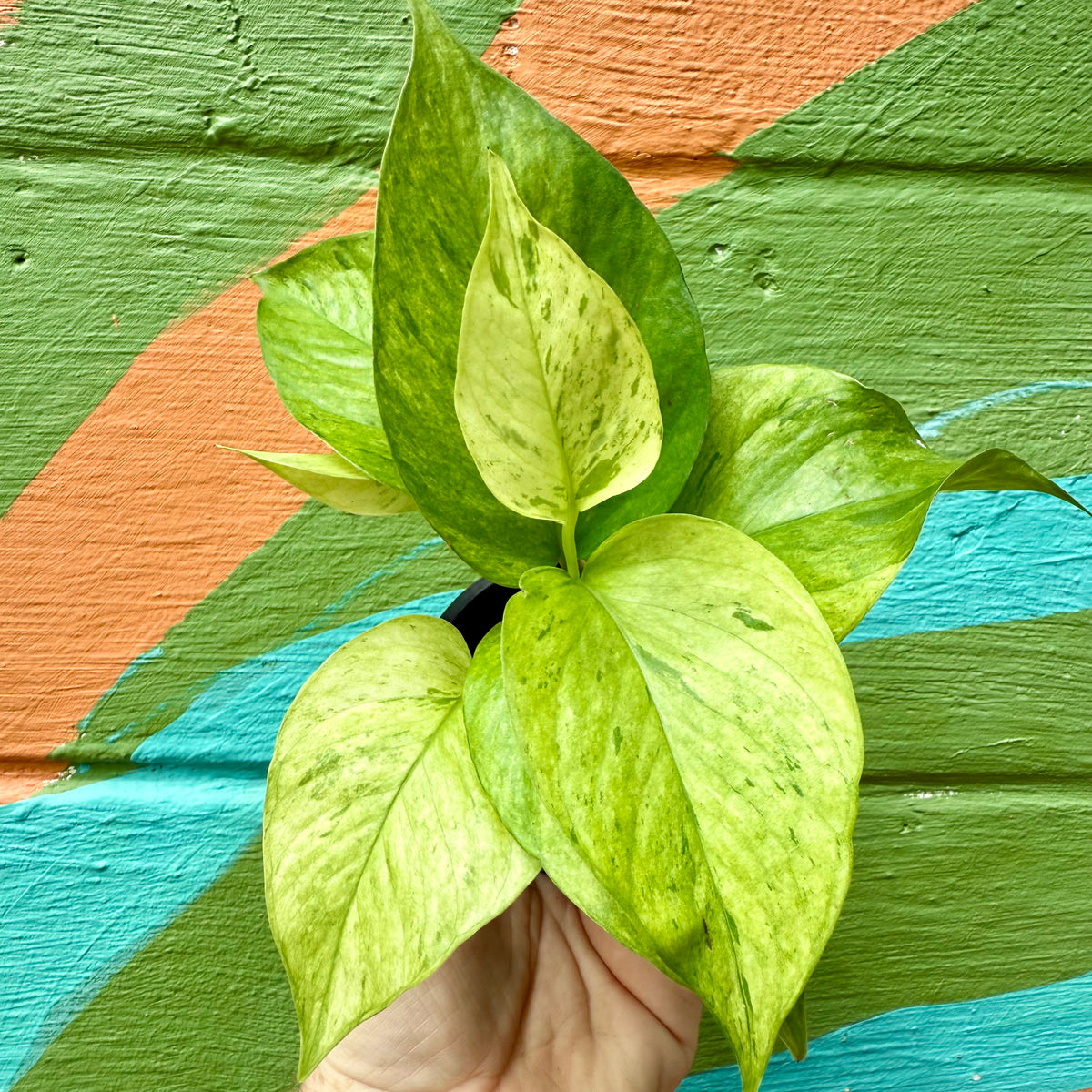 jessica pothos 3" Pothos ‘Jessenia’