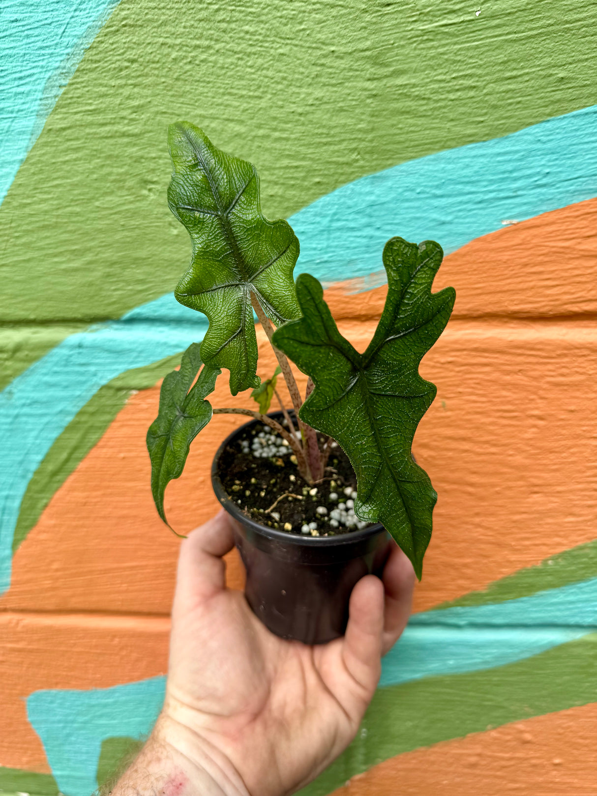 4” Alocasia ‘Jacklyn’ - Canopy Plant Co.