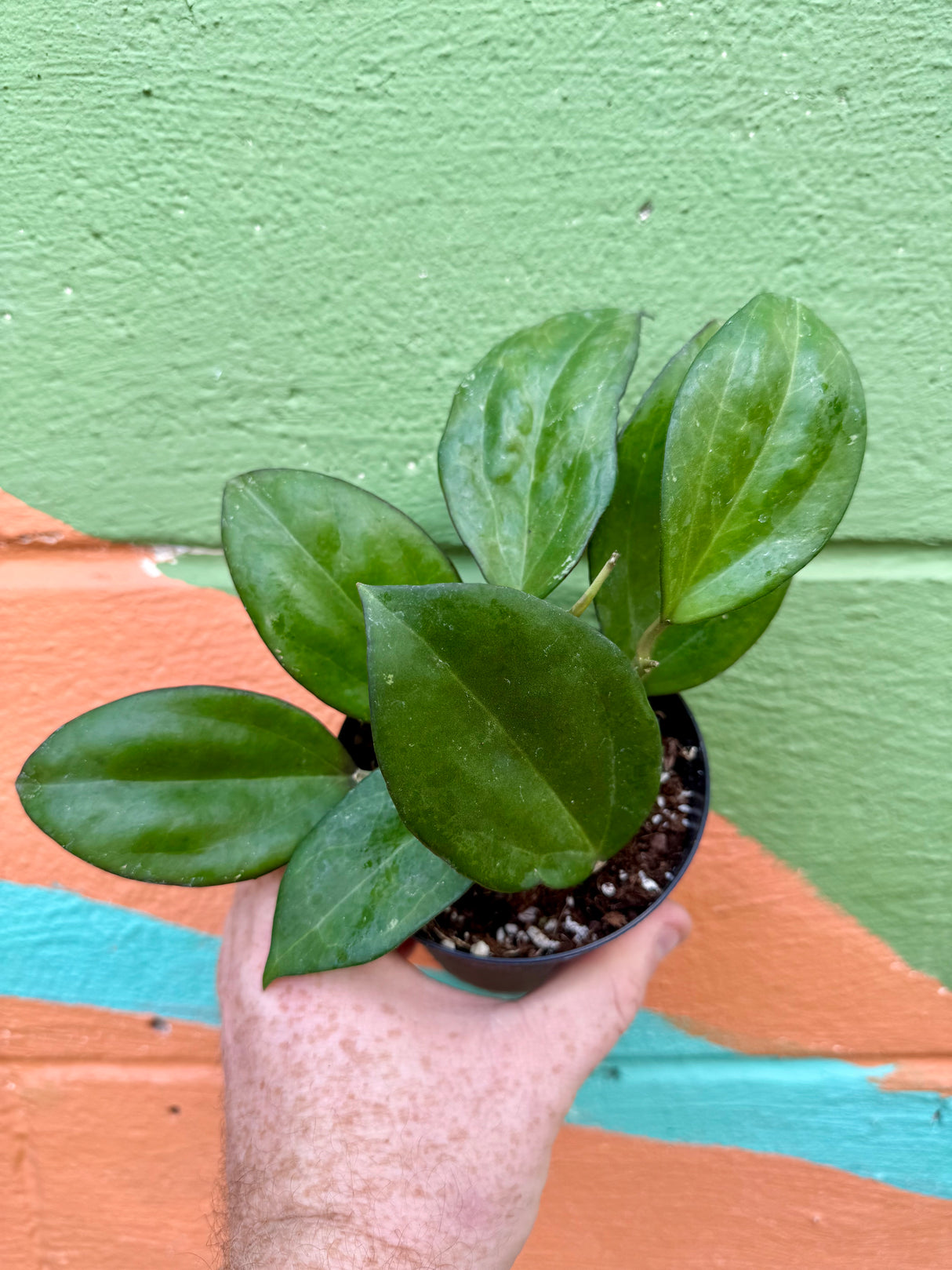 4" Hoya patcharawalai (H. icensis) - Canopy Plant Co.