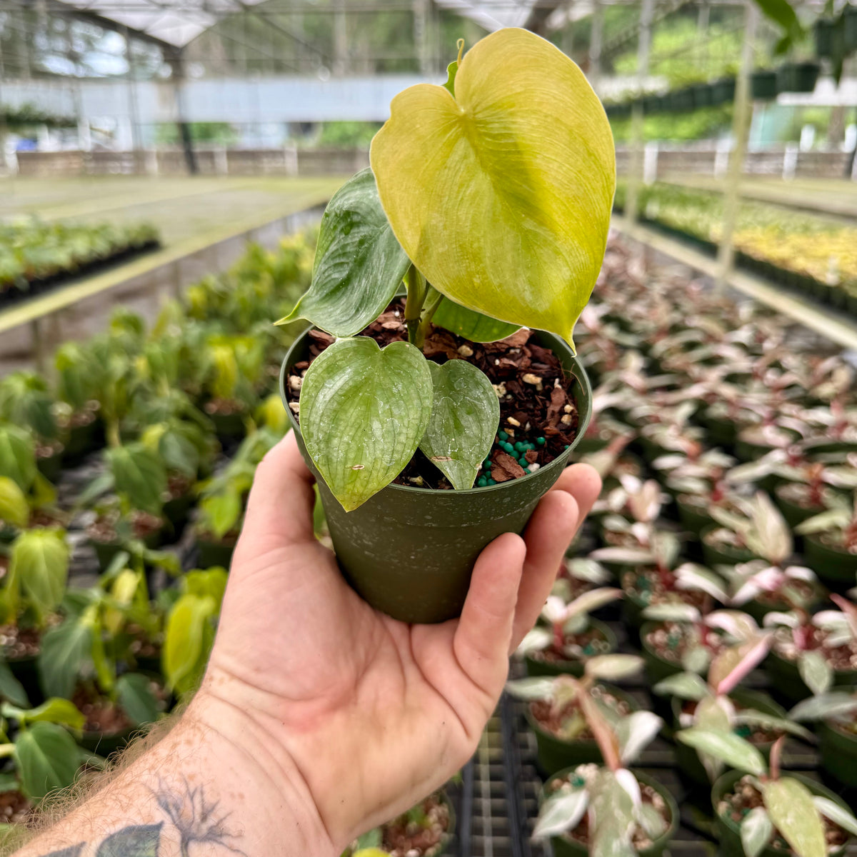 4” Philodendron 'Majestic' – Canopy Plant Co