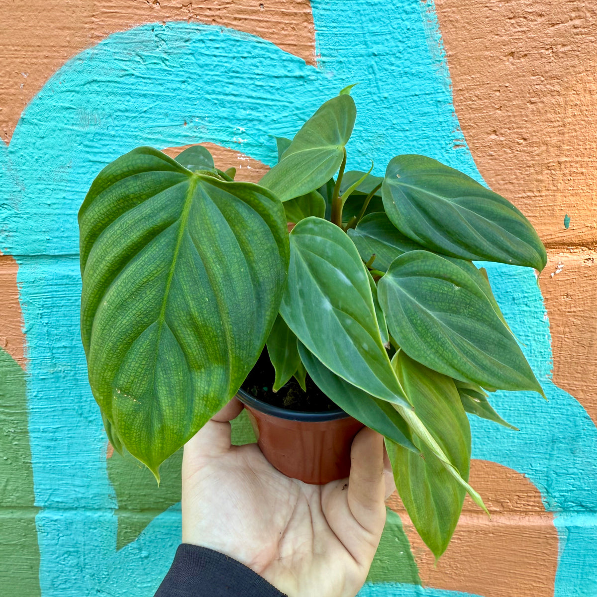 philodendron fuzzy petiole care 4" Philodendron 'Fuzzy Petiole' – Canopy Plant Co