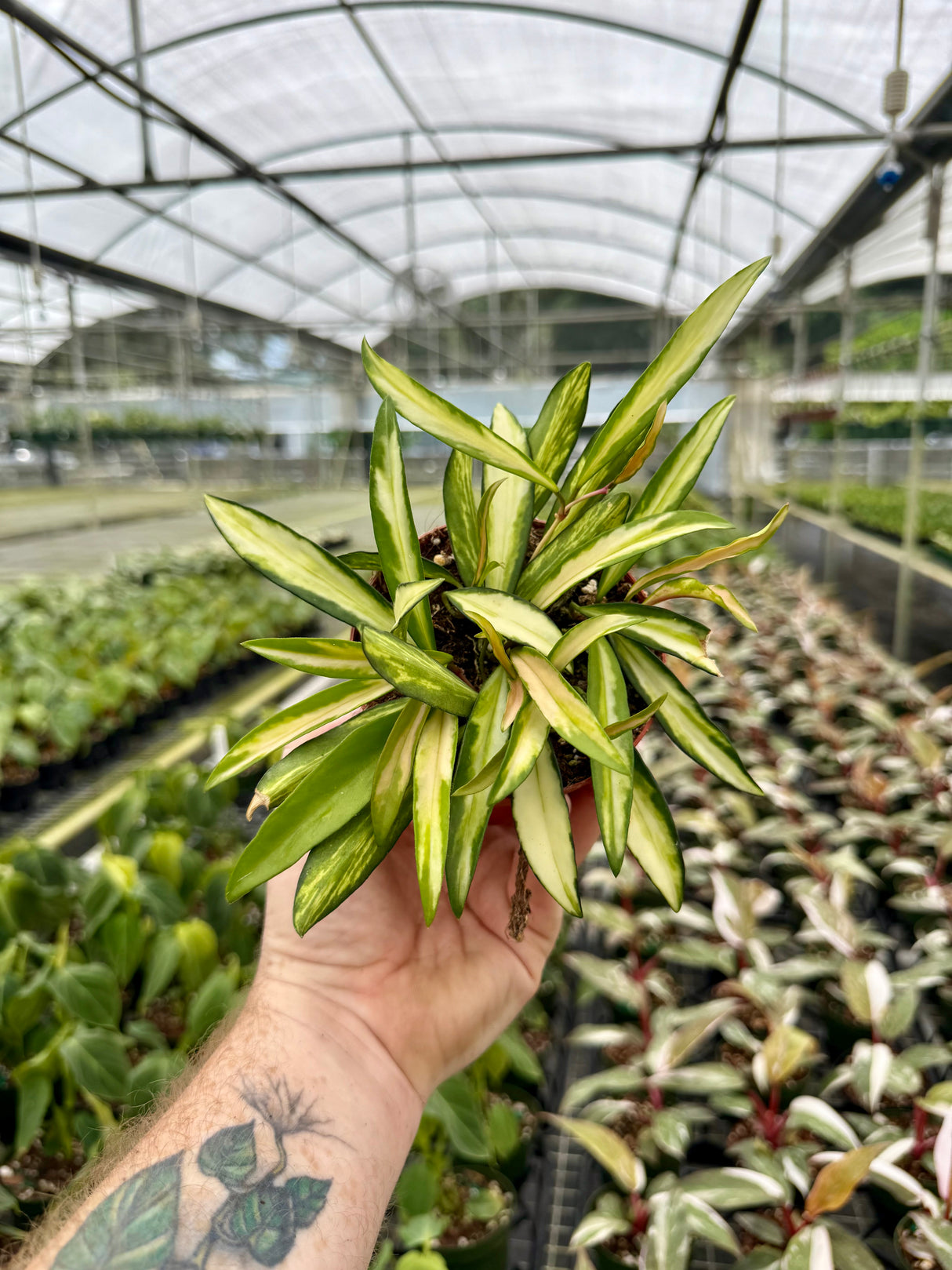 4" Hoya wayetii variegated