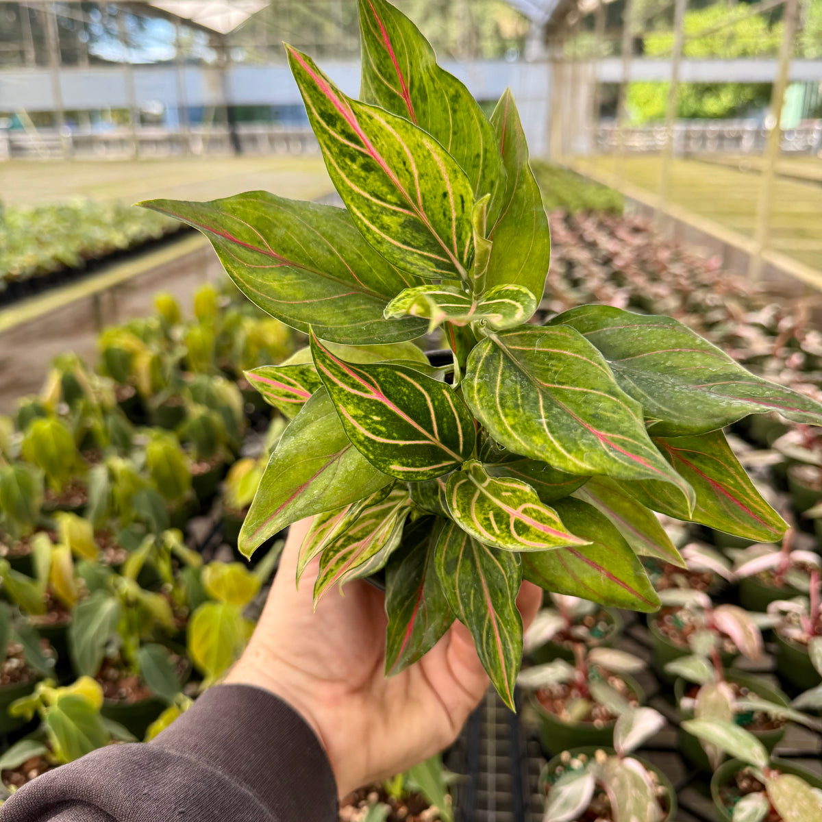 4 Aglaonema 'Red Vein'  Canopy Plant Co.