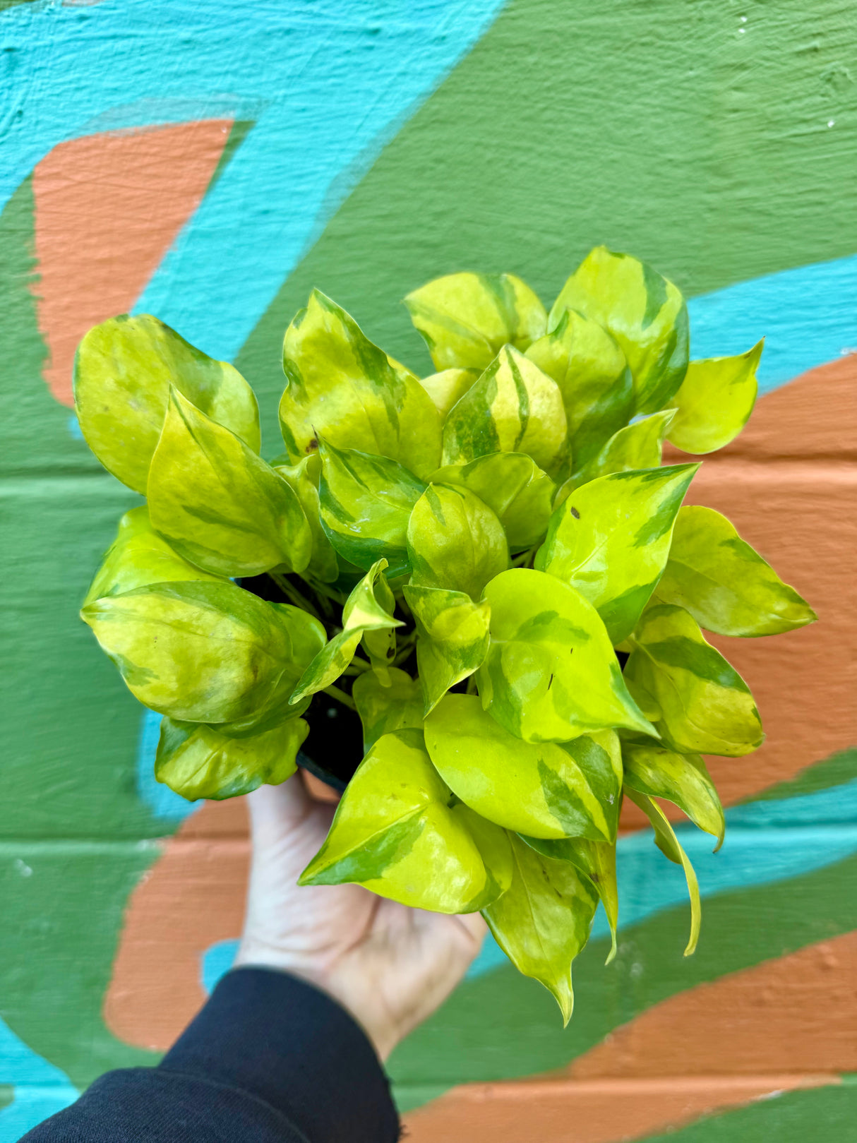 6" Pothos 'Neon Joy' - Canopy Plant Co.