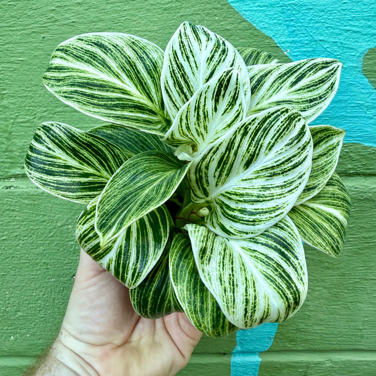 birkin philodendron white leaves 4" Philodendron 'Birkin' – Canopy Plant Co