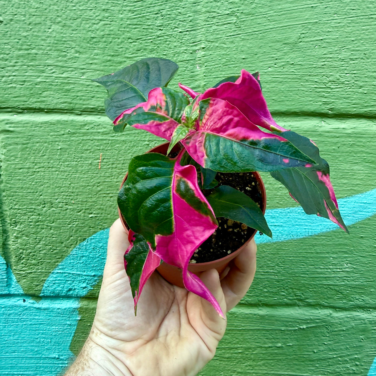hebe frozen flame plant Hebe Frozen Flame 13cm Pot — Grasslands Nursery main image 0