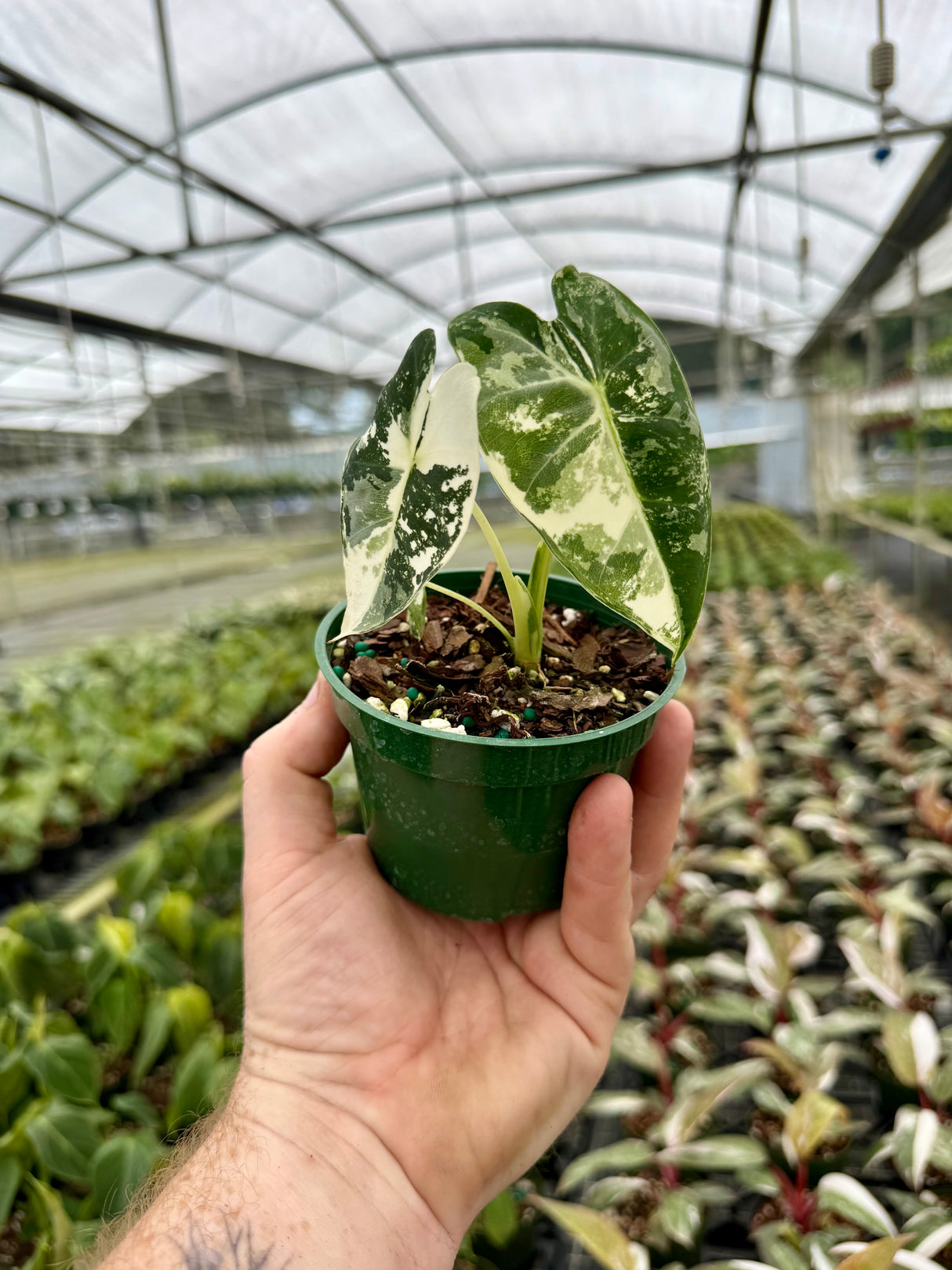 4” Alocasia 'Frydek' variegated