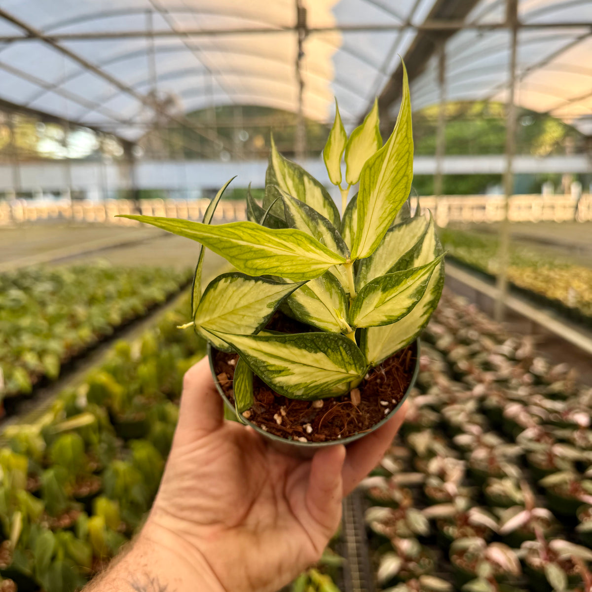 hoya polyneura variegata 4