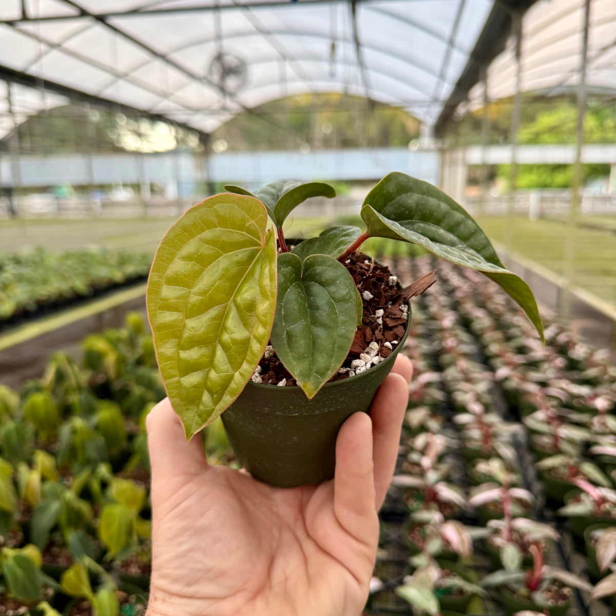anthurium radicans vs luxurians 4” Anthurium radicans x luxurians – Canopy Plant Co