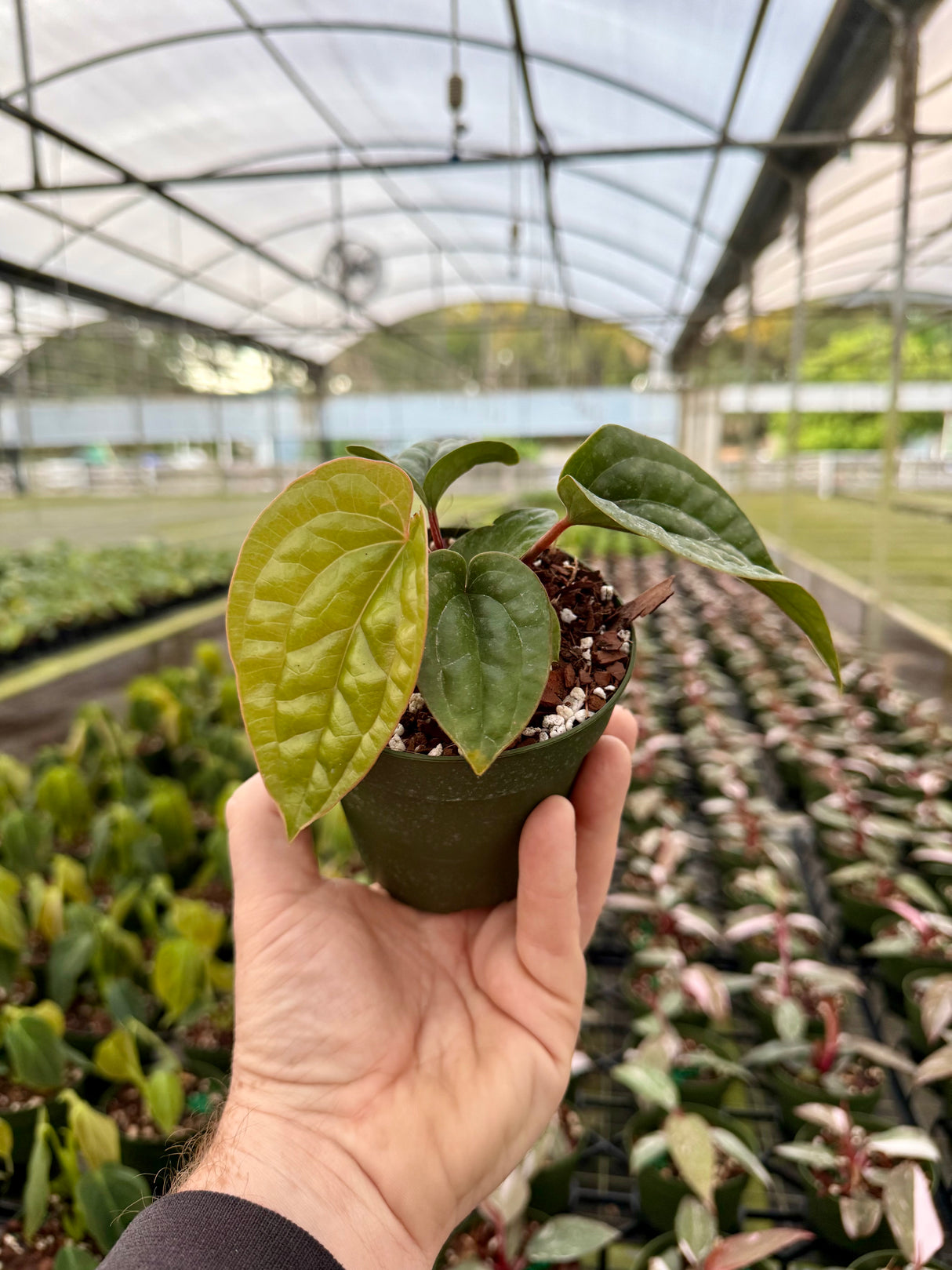 4” Anthurium radicans x luxurians - Canopy Plant Co.
