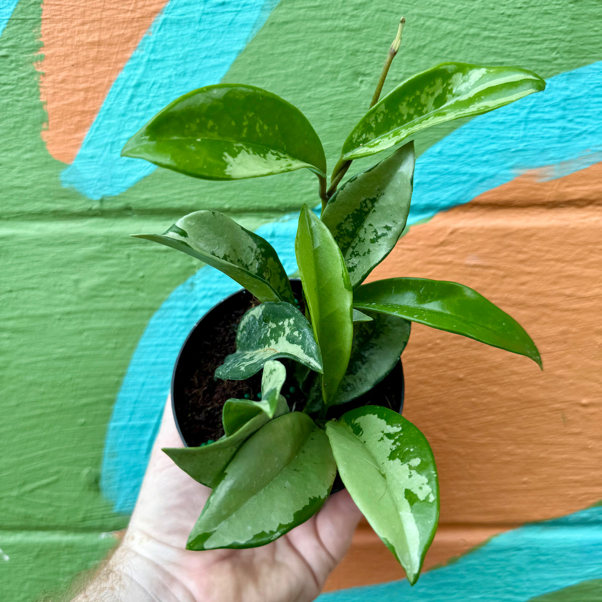 【専用】Hoya AH074など Hoya AH-074 | Houseplant | Always Affordable at Plant Proper