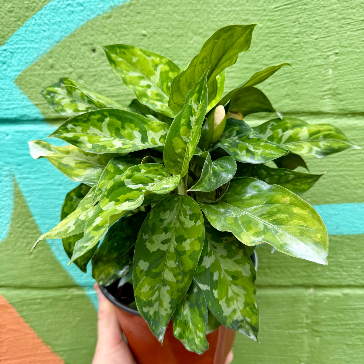 Aglaonema pictum tricolorANDAMAN（アグラオネマ） Aglaonema Picta Tricolor — Excelsa Gardens