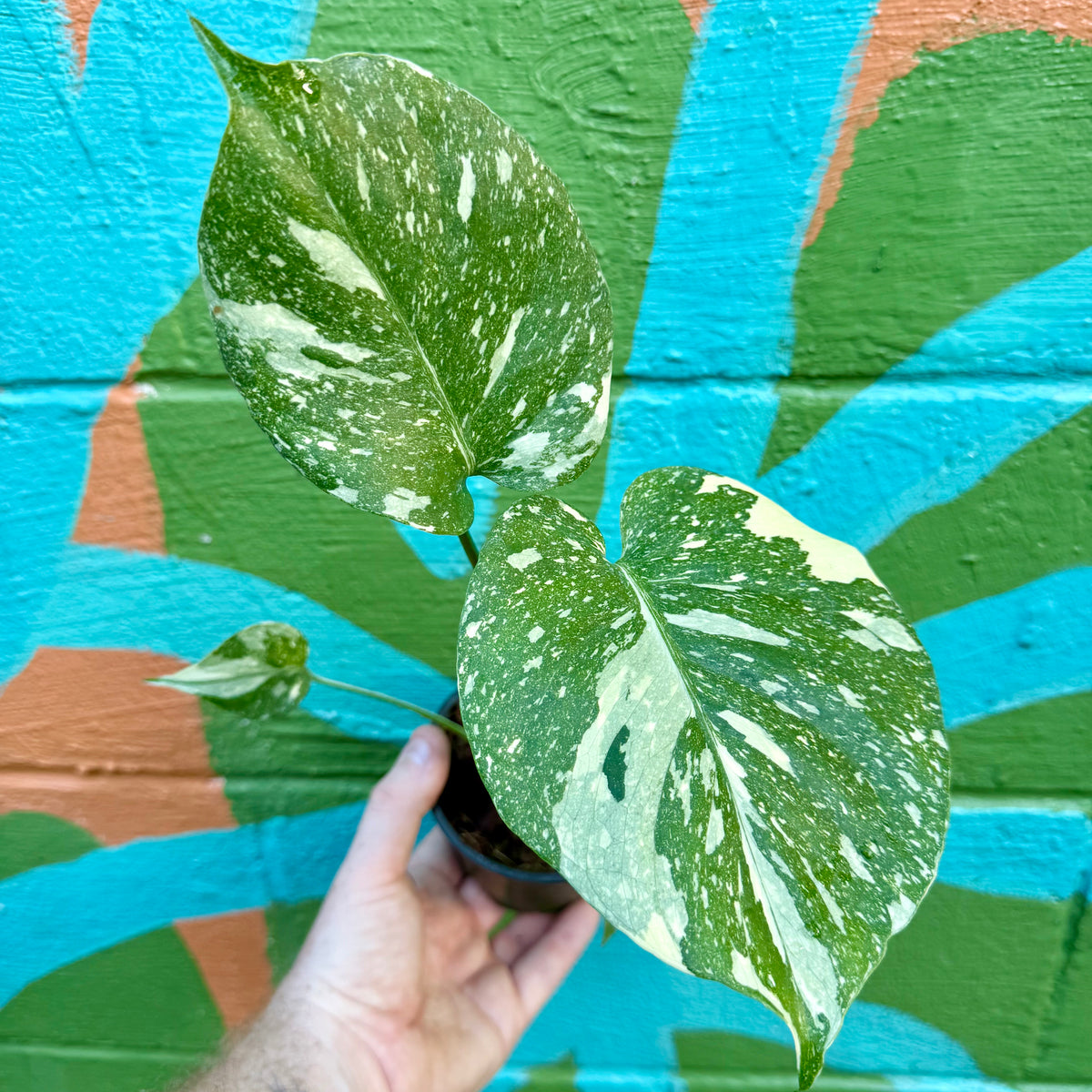 monstera plant thai 4" Monstera 'Thai Constellation' – Canopy Plant Co