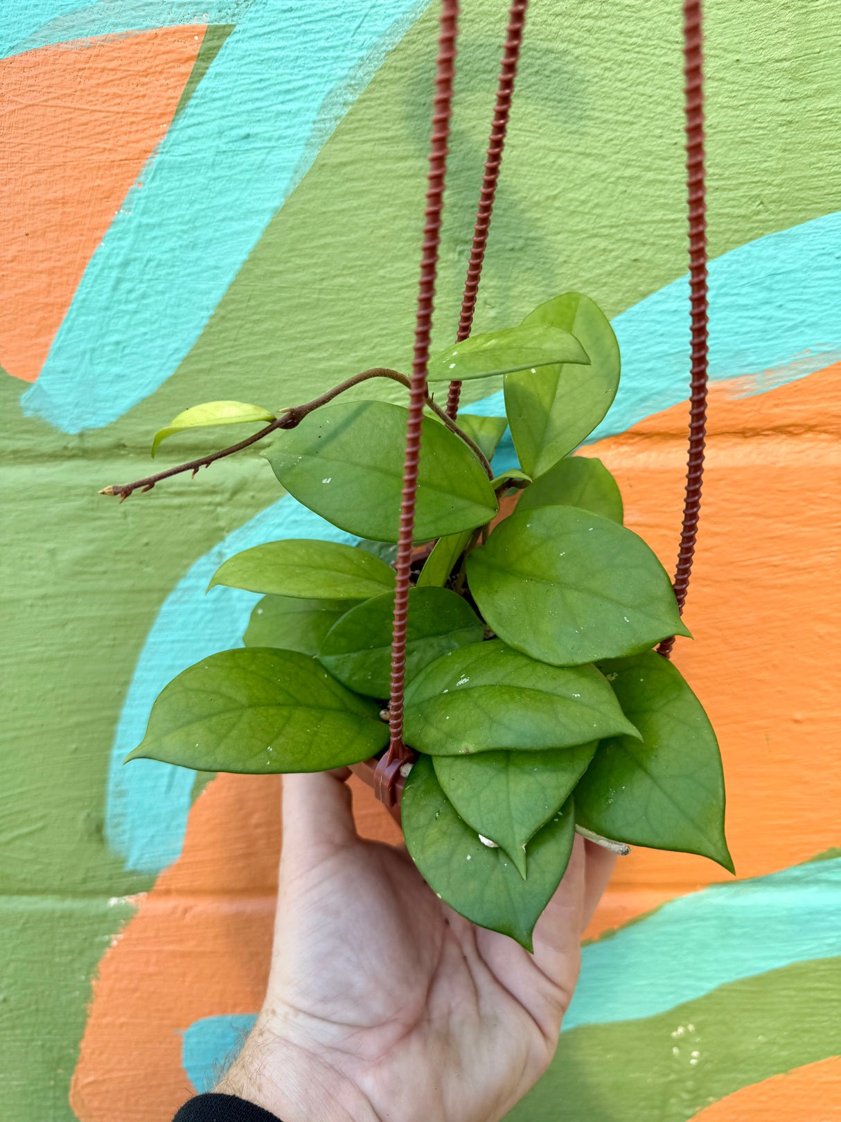 4” Hoya fungii hanging basket - Canopy Plant Co.
