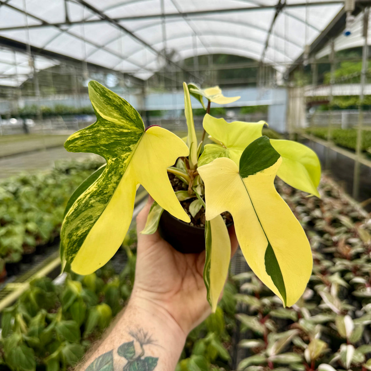 4” Philodendron 'Florida Beauty' – Canopy Plant Co