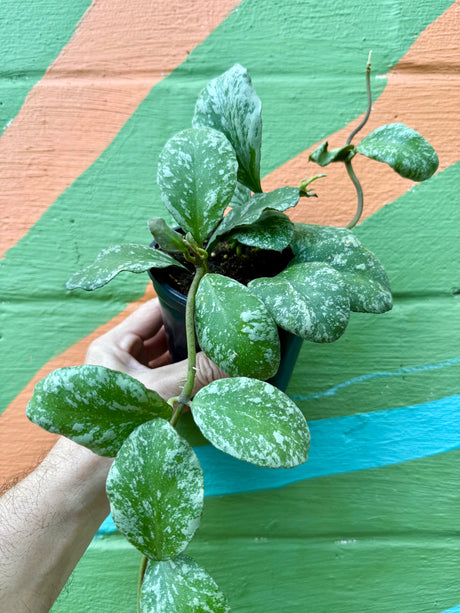 5” Hoya waymaniae 'Cloudy Sky' ('Kapuas') - Canopy Plant Co.