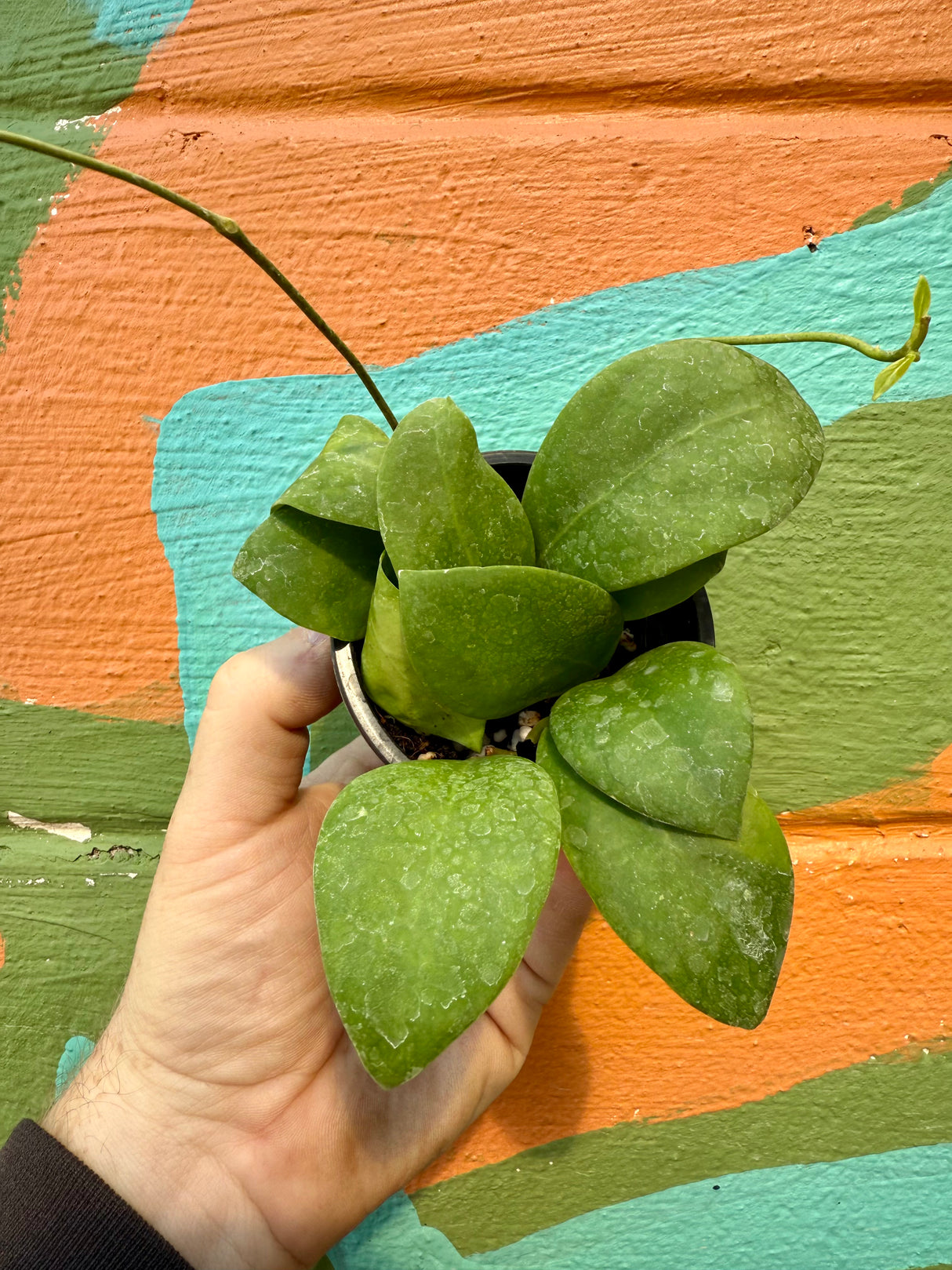 3” Hoya mindorensis - Canopy Plant Co.
