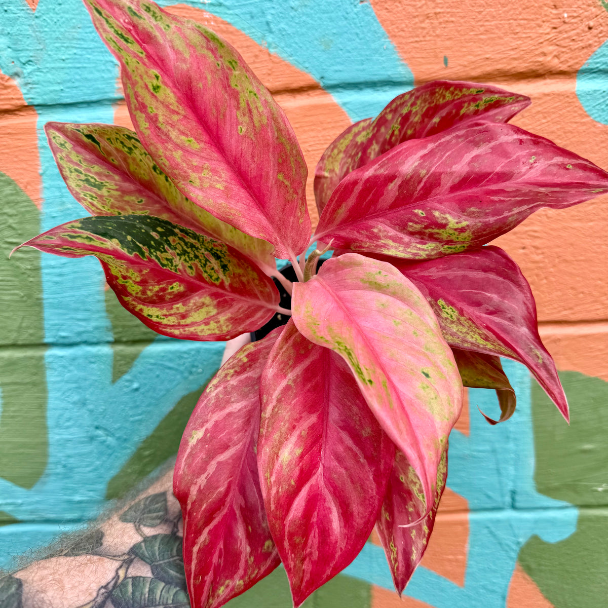 4” Aglaonema 'Pink Butterfly'