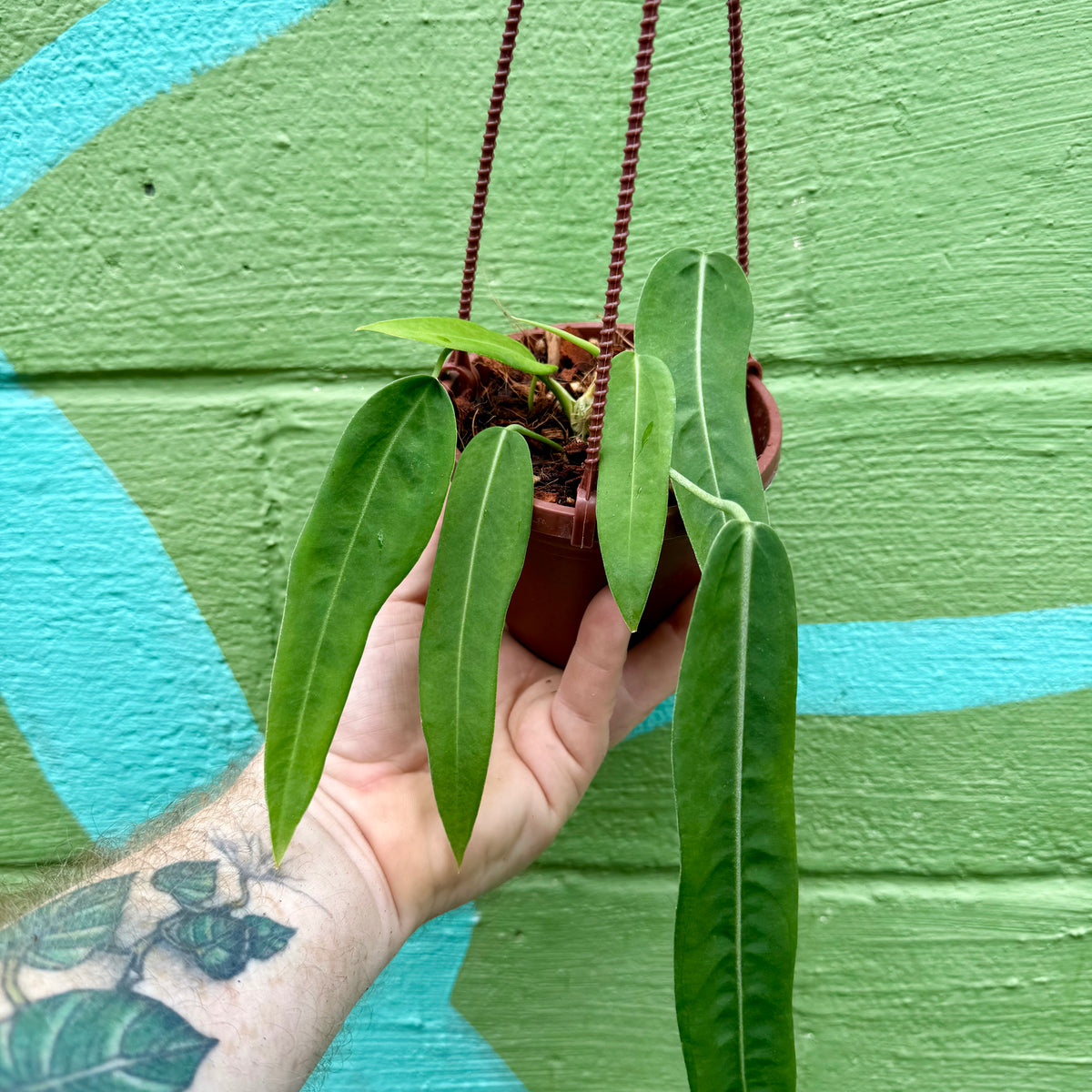 anthurium paludarium 4" Anthurium pallidiflorum hanging basket – Canopy Plant Co
