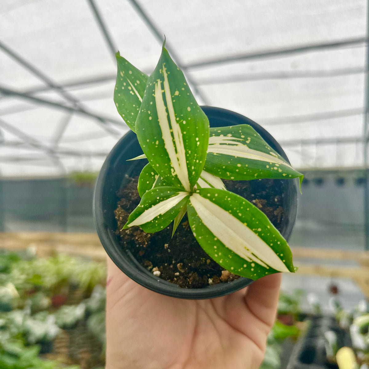 dracaena surculosa milky way for sale 4” Dracaena 'Milky Way' – Canopy Plant Co