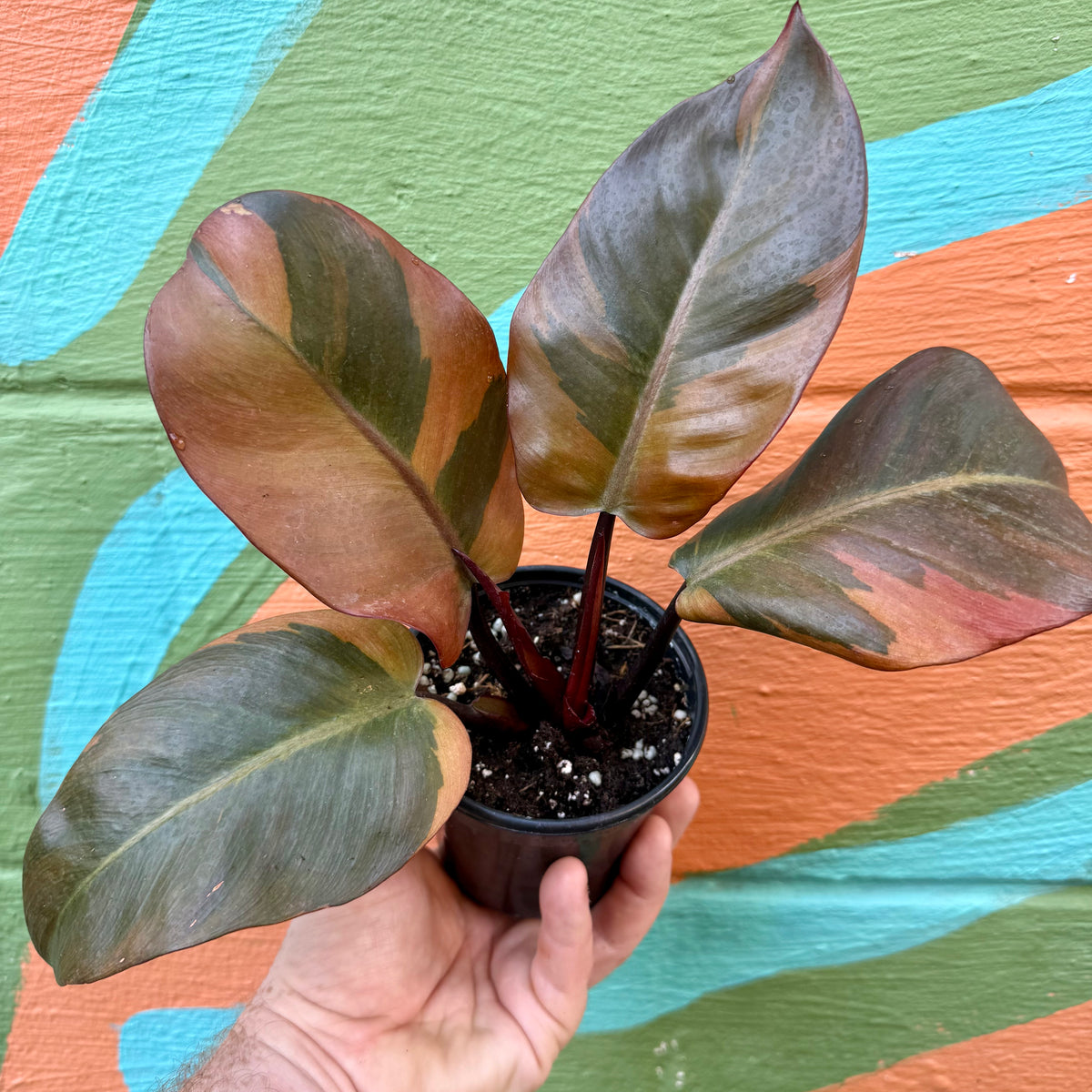 philodendron black 4" Philodendron 'Black Cardinal' variegated – Canopy Plant Co