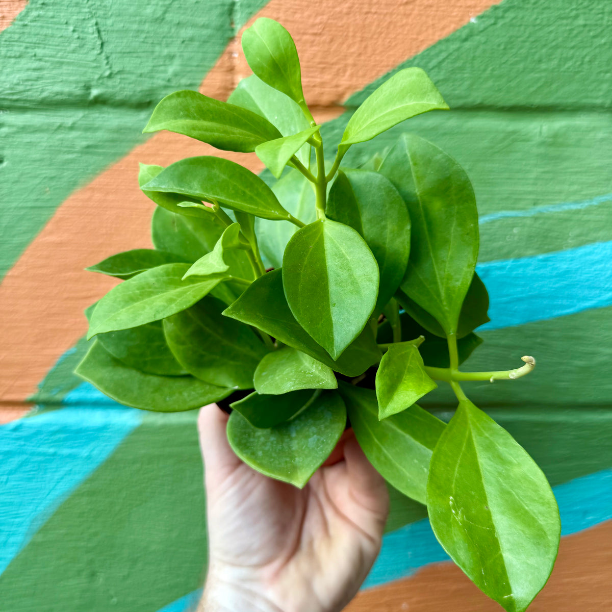 セール珍種 ホヤ　パキクラーダ pachycladas small leaves セール珍種 ホヤ パキクラーダ pachycladas small leaves