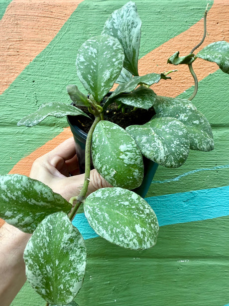 5” Hoya waymaniae 'Cloudy Sky' ('Kapuas') - Canopy Plant Co.