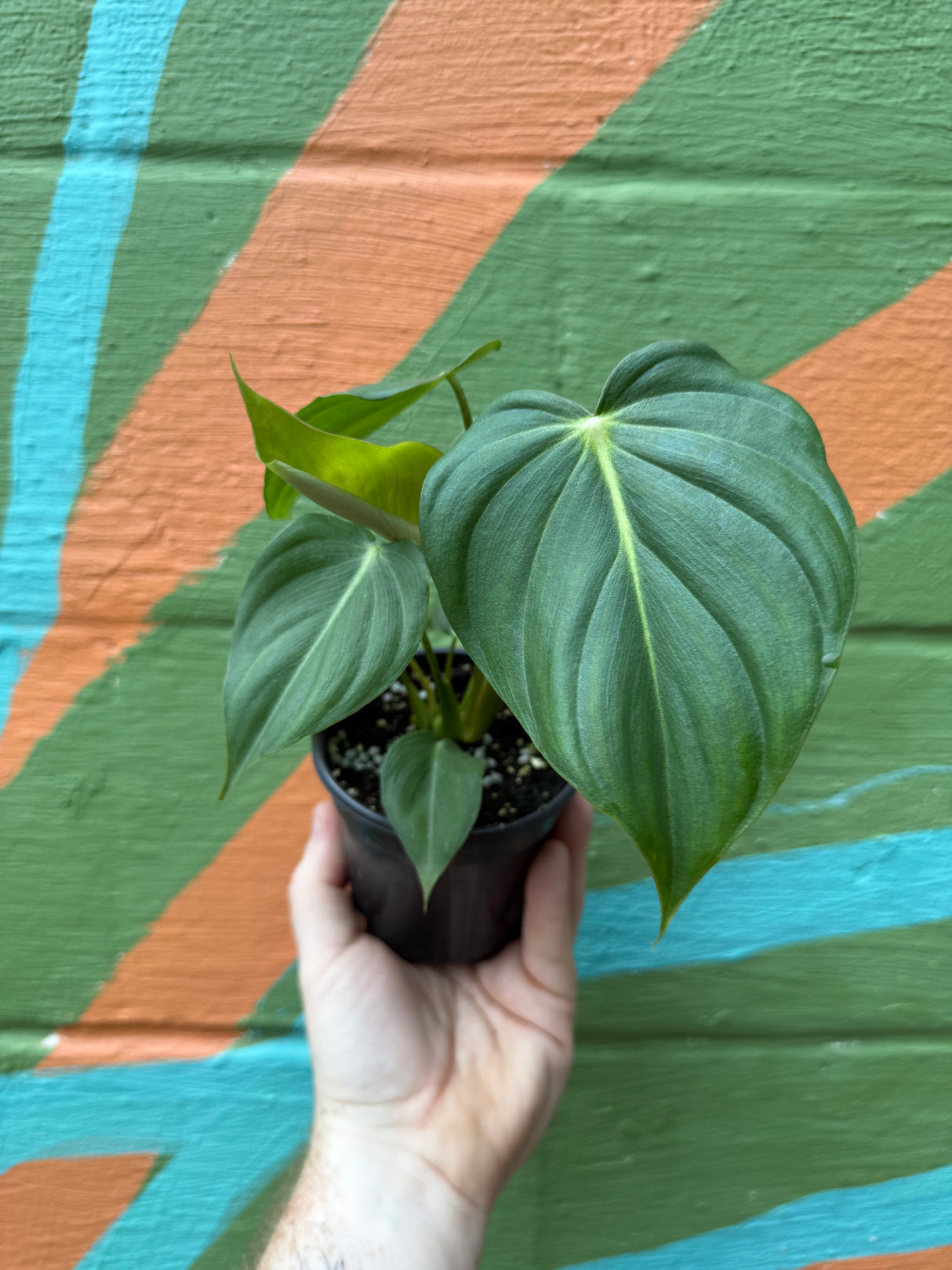 4" Philodendron ‘Dean McDowell’ - Canopy Plant Co.