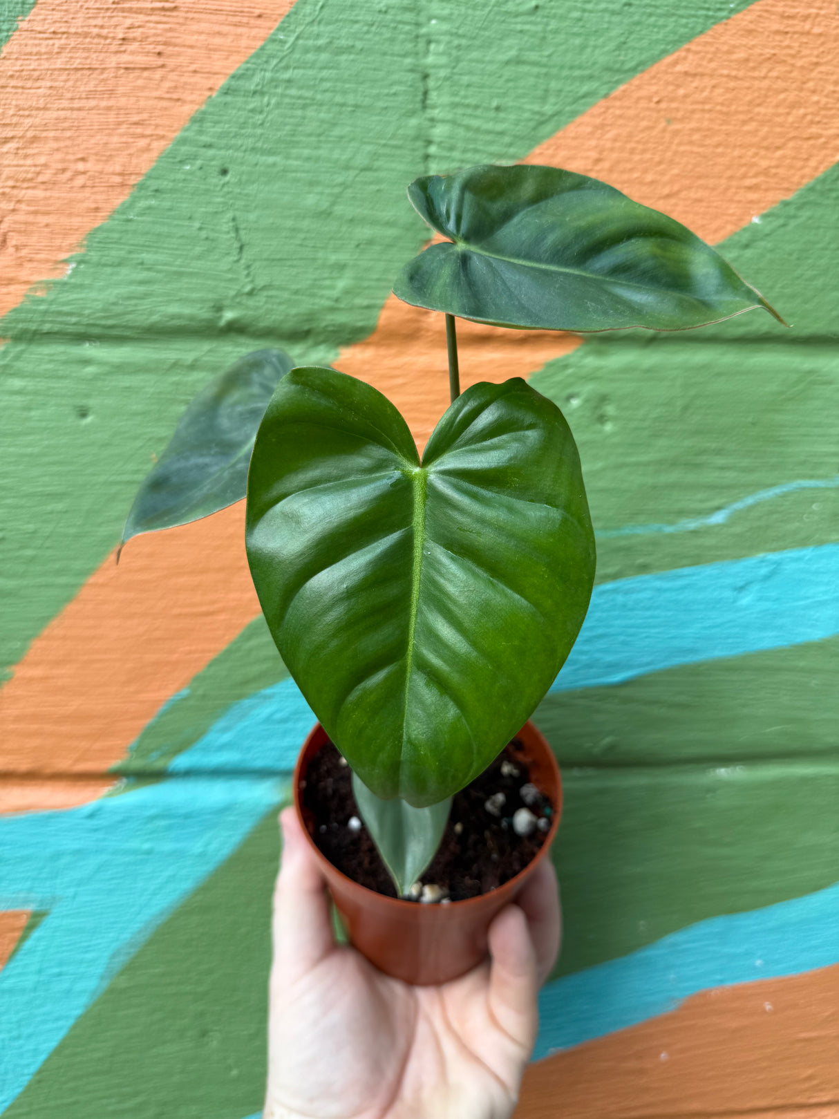 4” Philodendron billietiae x pastazanum - Canopy Plant Co.