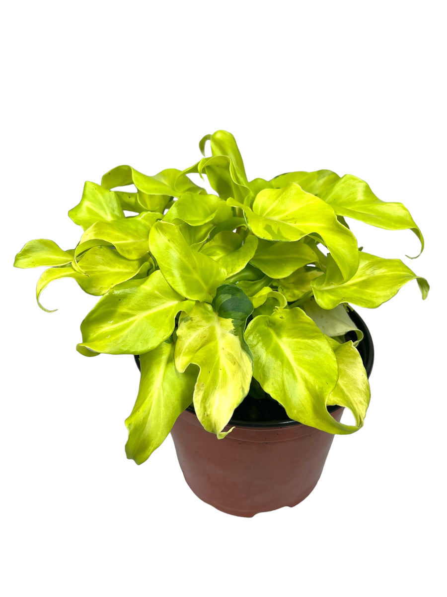 6" Philodendron Xanadu variegated Canopy Plant Co.