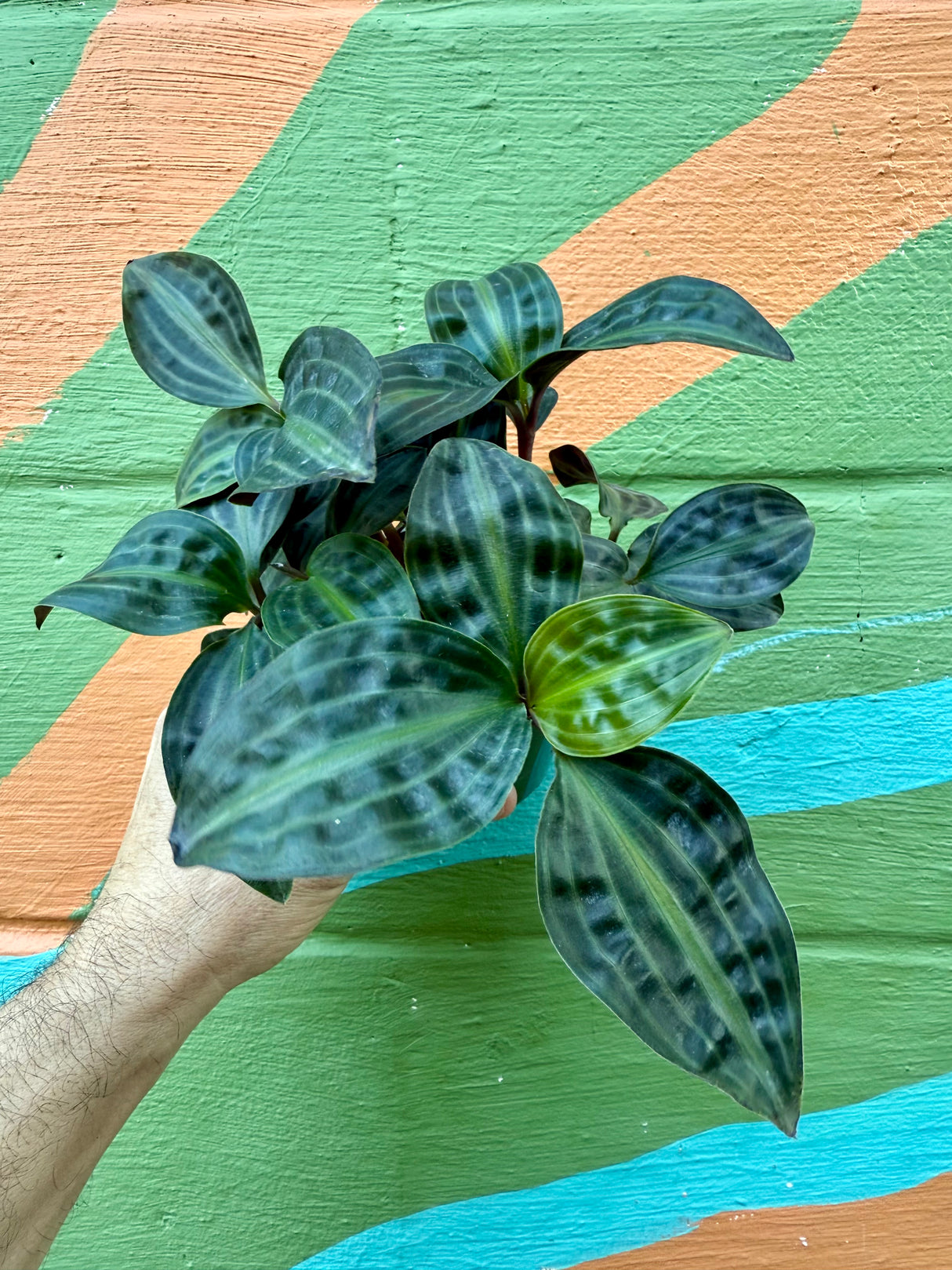 4” Geogenanthus poeppigii - Canopy Plant Co.