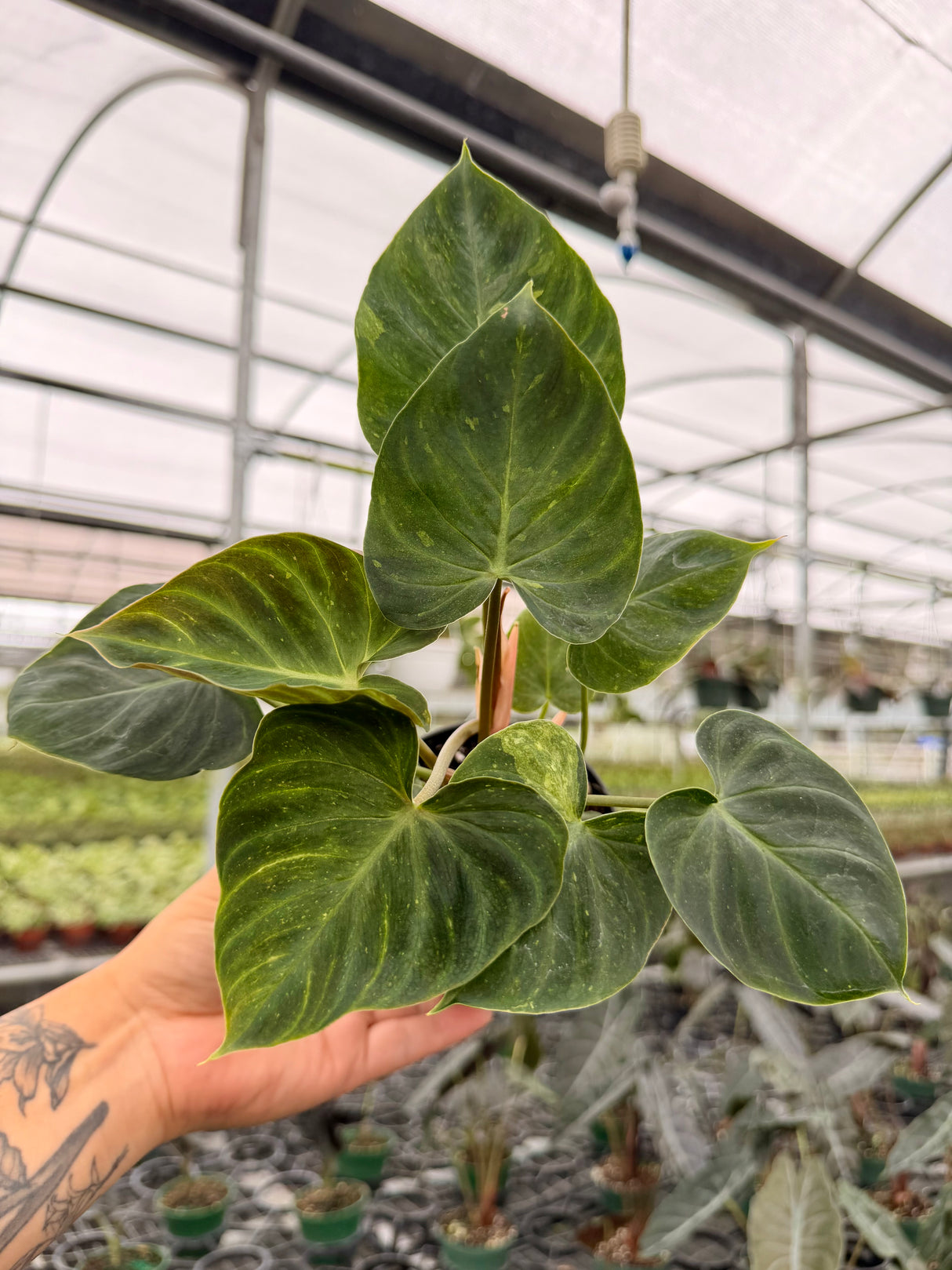 4” Philodendron verrucosum
