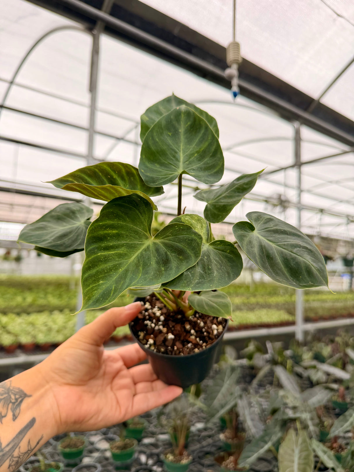 4” Philodendron verrucosum