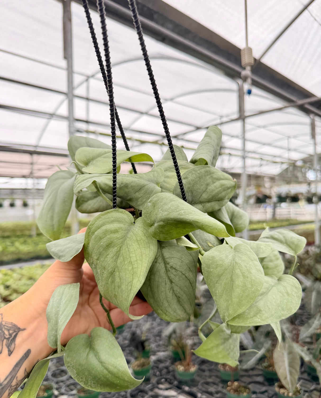 4” Scindapsus ‘Silver Hero’ hanging basket