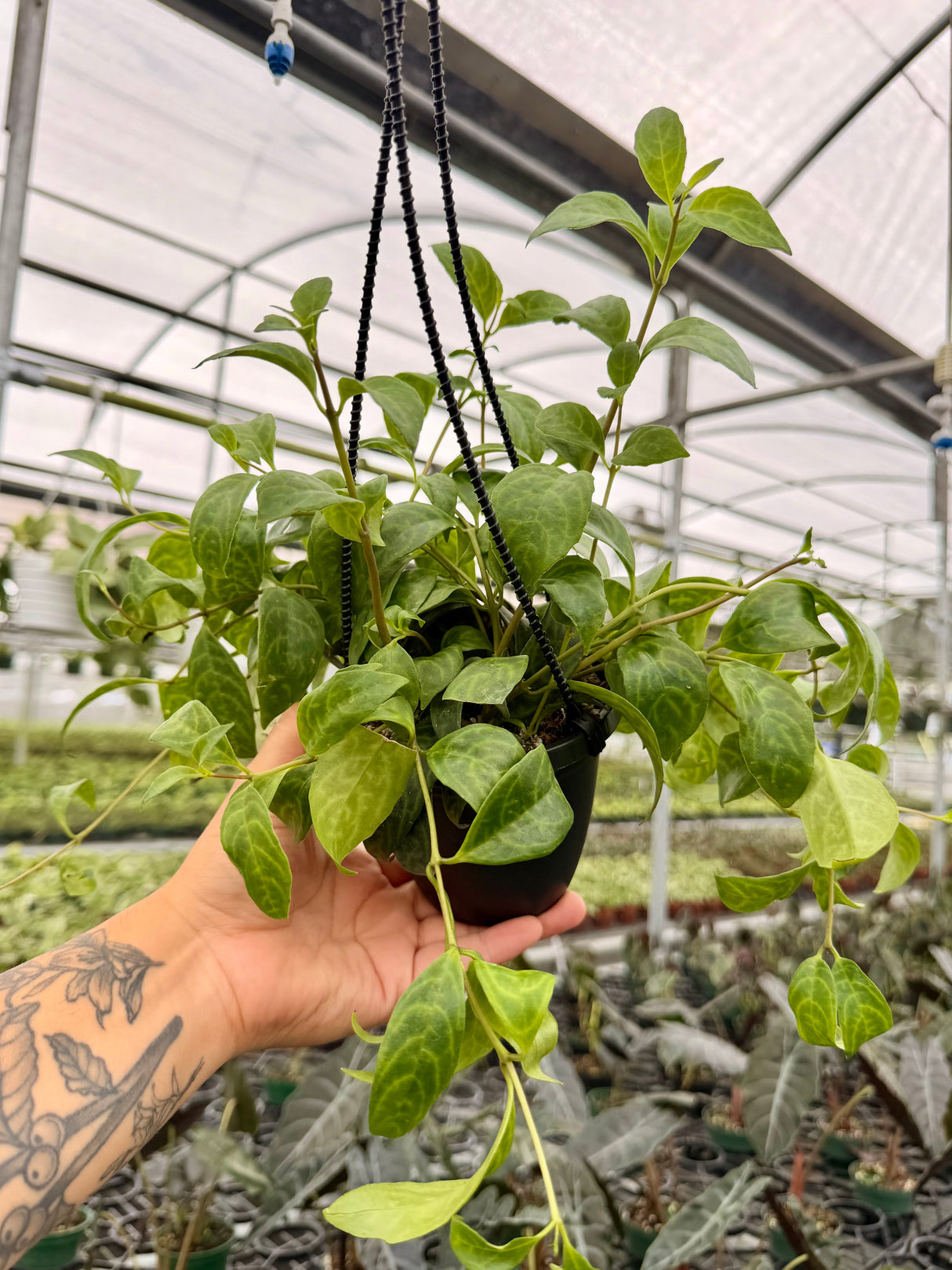 4" Black Pagoda lipstick (Aeschynanthus longicaulis) hanging basket