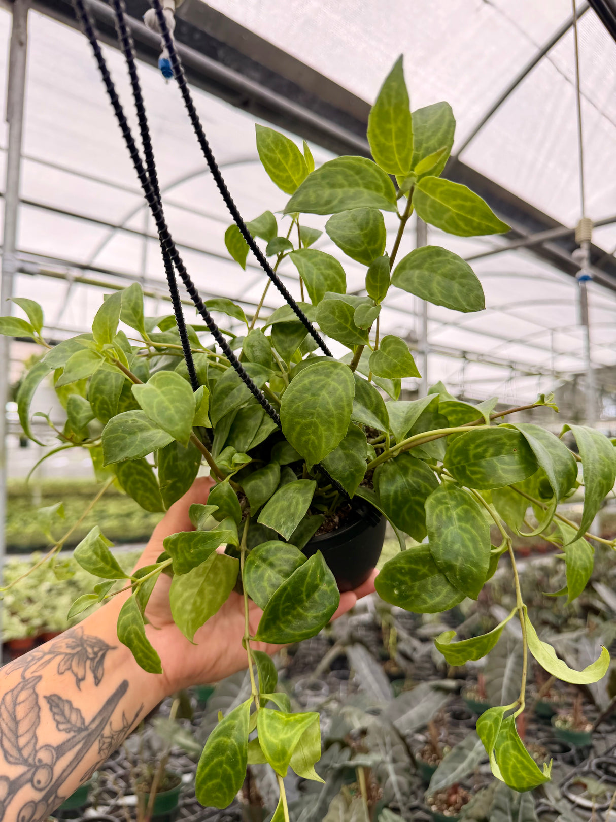 4" Black Pagoda lipstick (Aeschynanthus longicaulis) hanging basket