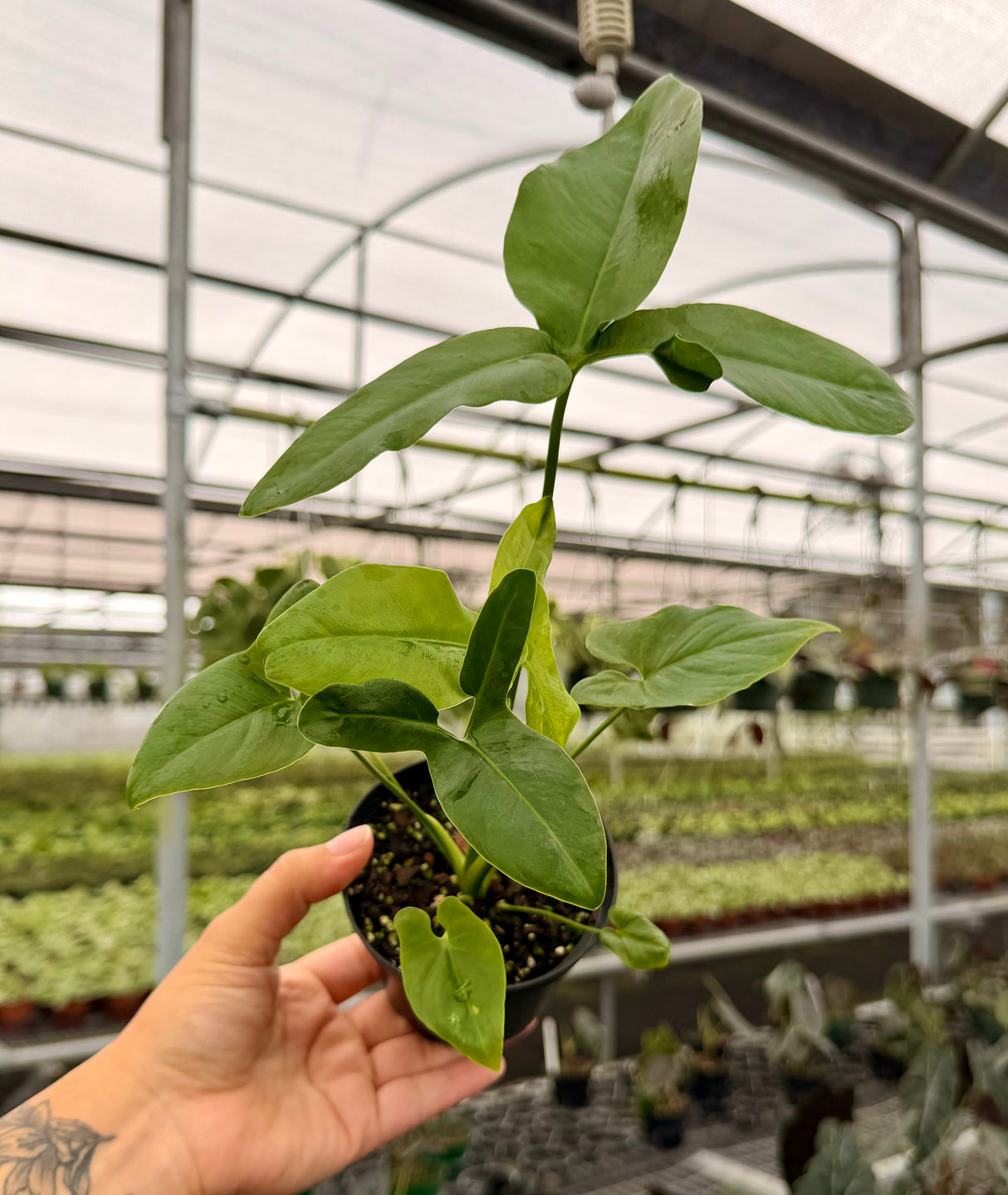 4" Thaumatophyllum spruceanum (Philodendron goeldii)