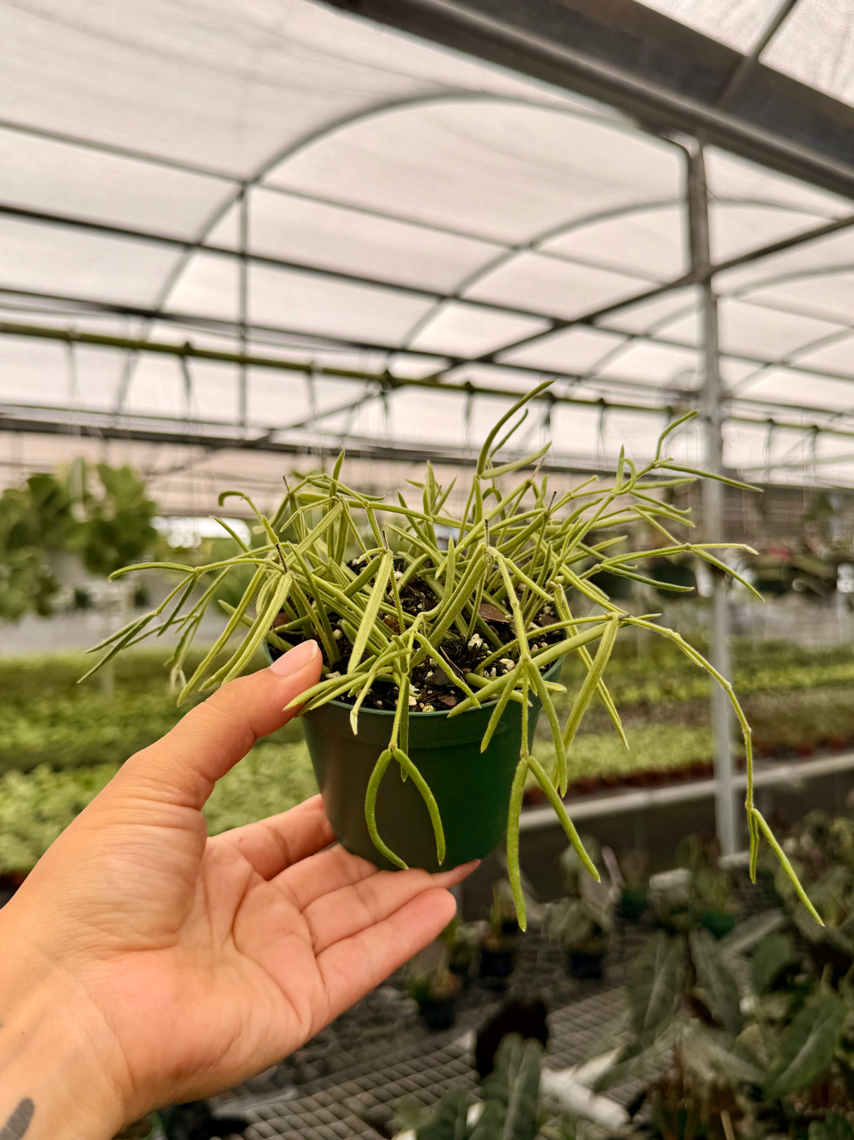 4” Hoya linearis