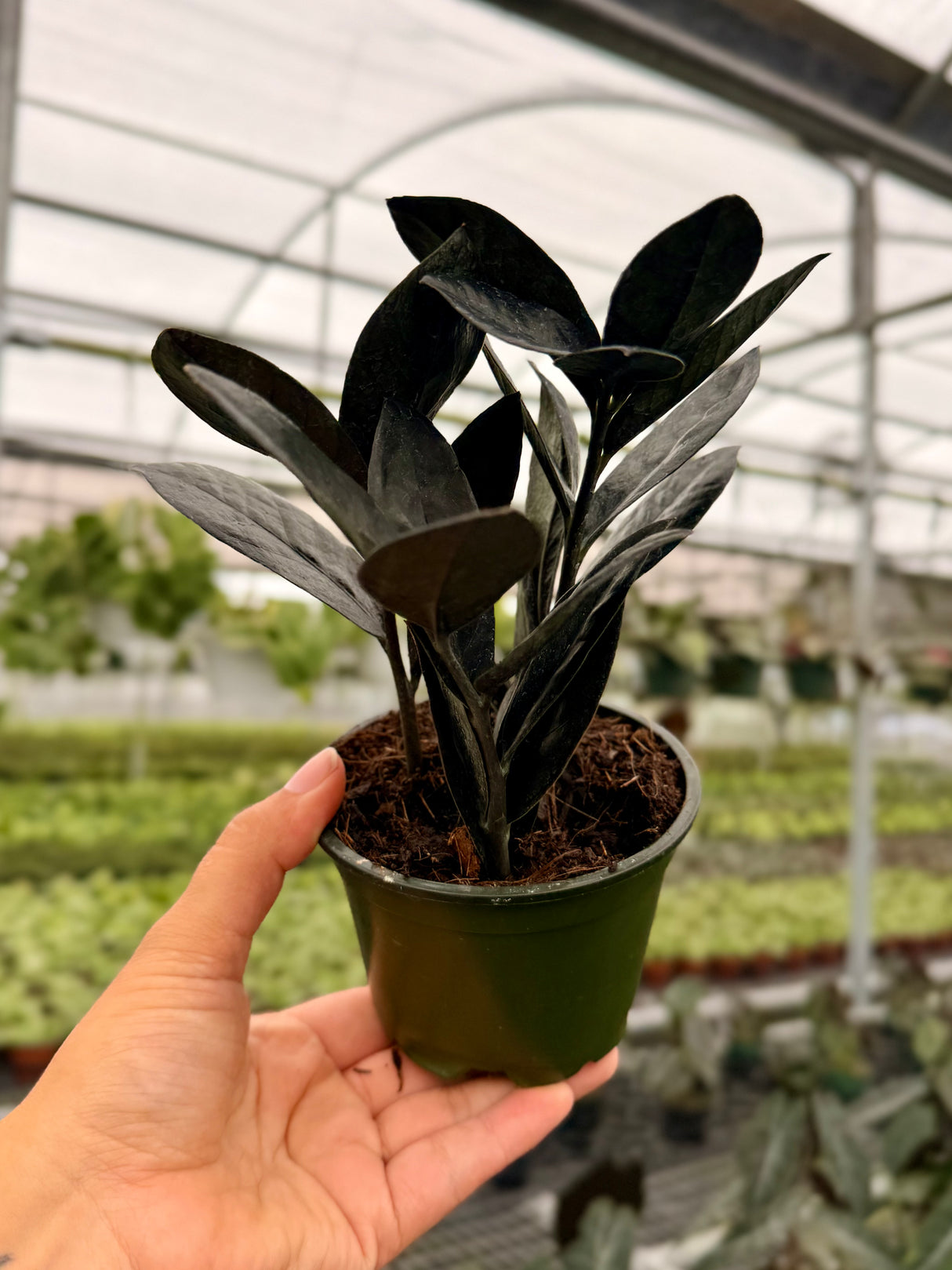 4" Zamioculcas zamiifolia 'Black' (ZZ Plant)