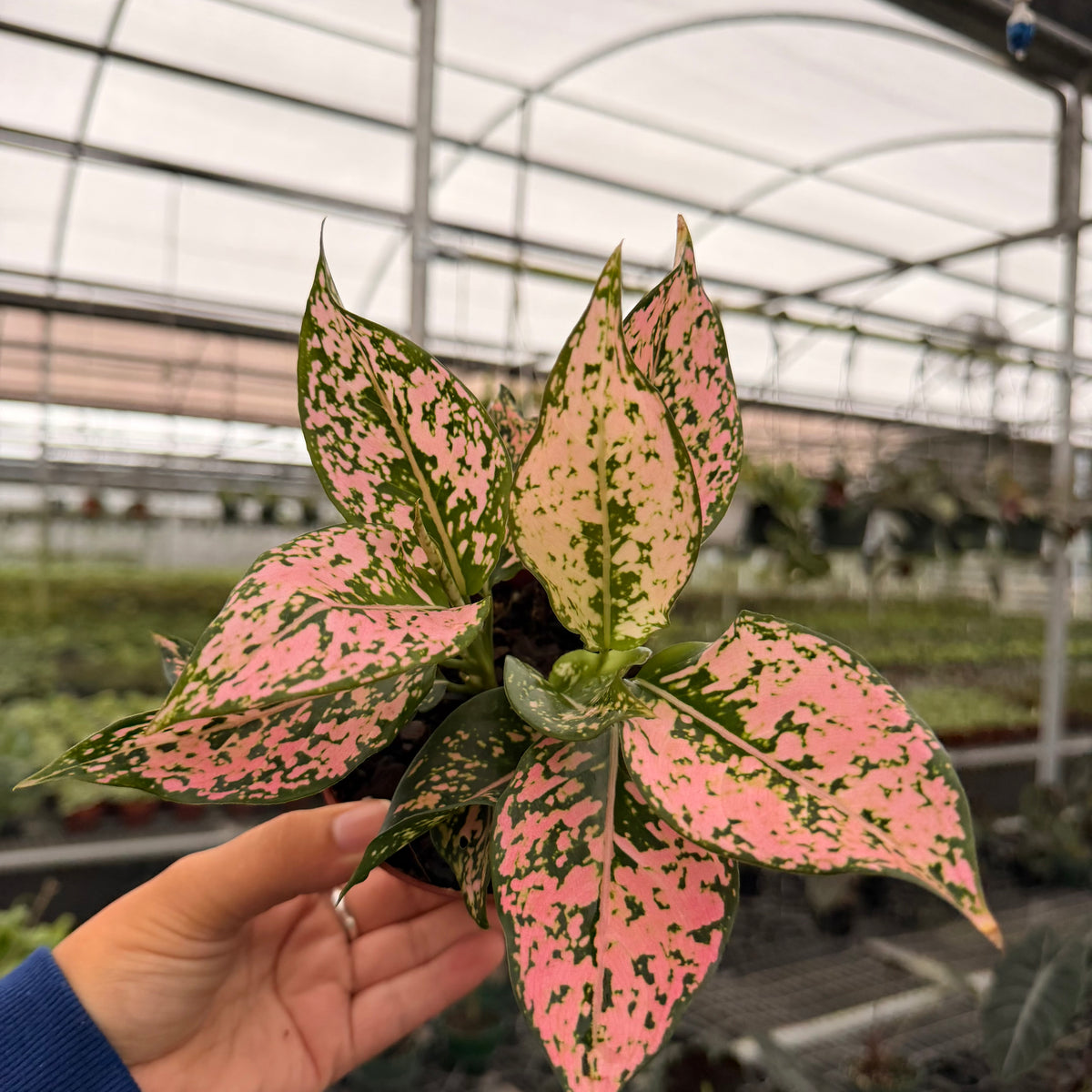 Aglaonema 'Pink Triphet' | Canopy Plant Co.