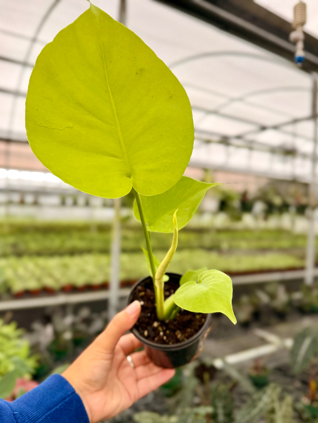 4" Monstera deliciosa 'Lemon Lime'