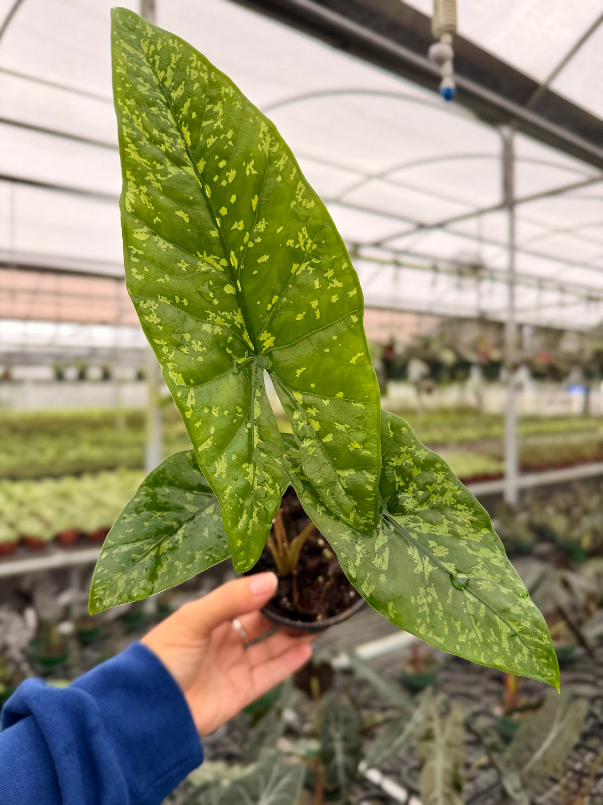 4" Alocasia ‘Shattered Glass'