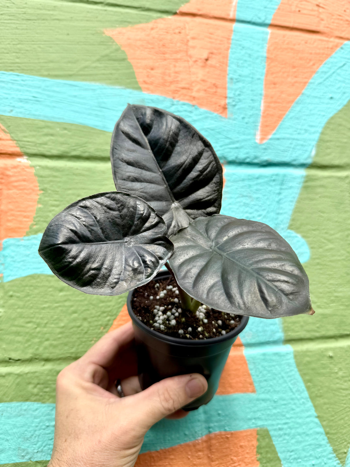 4” Alocasia infernalis - Canopy Plant Co.