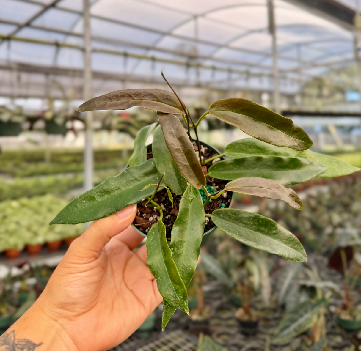 4” Hoya archiboldiana (red flower)