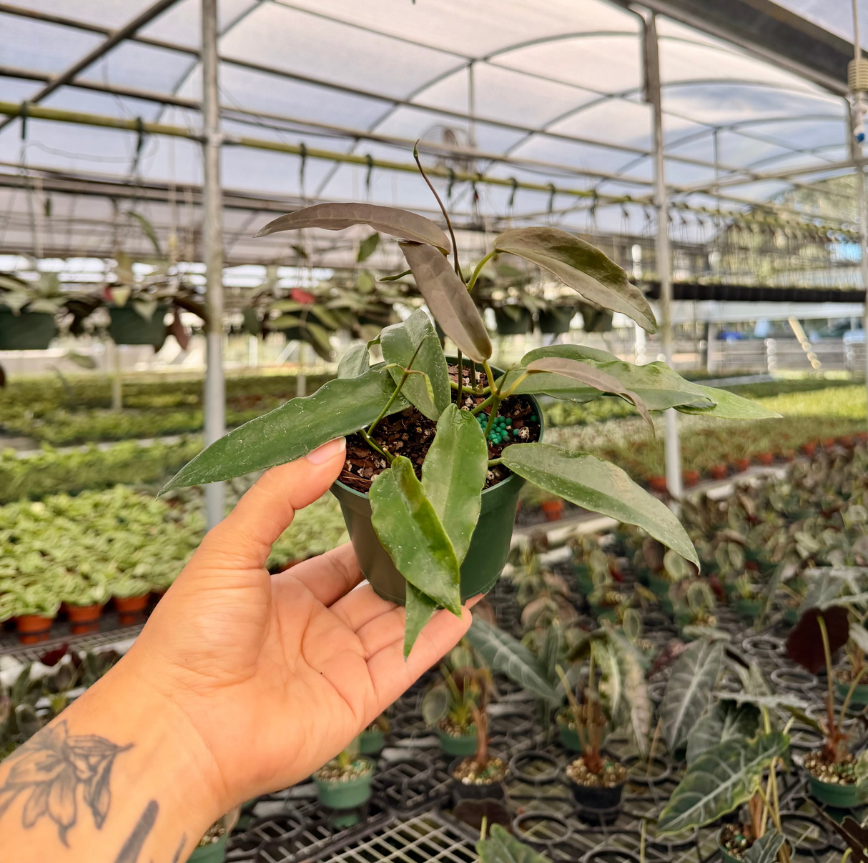 4” Hoya archiboldiana (red flower)