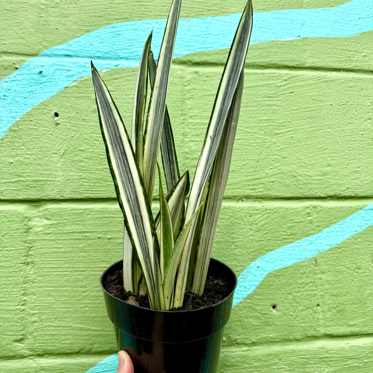 plants that look like snake plant 6" Sansevieria 'Bantel's Sensation' – Canopy Plant Co