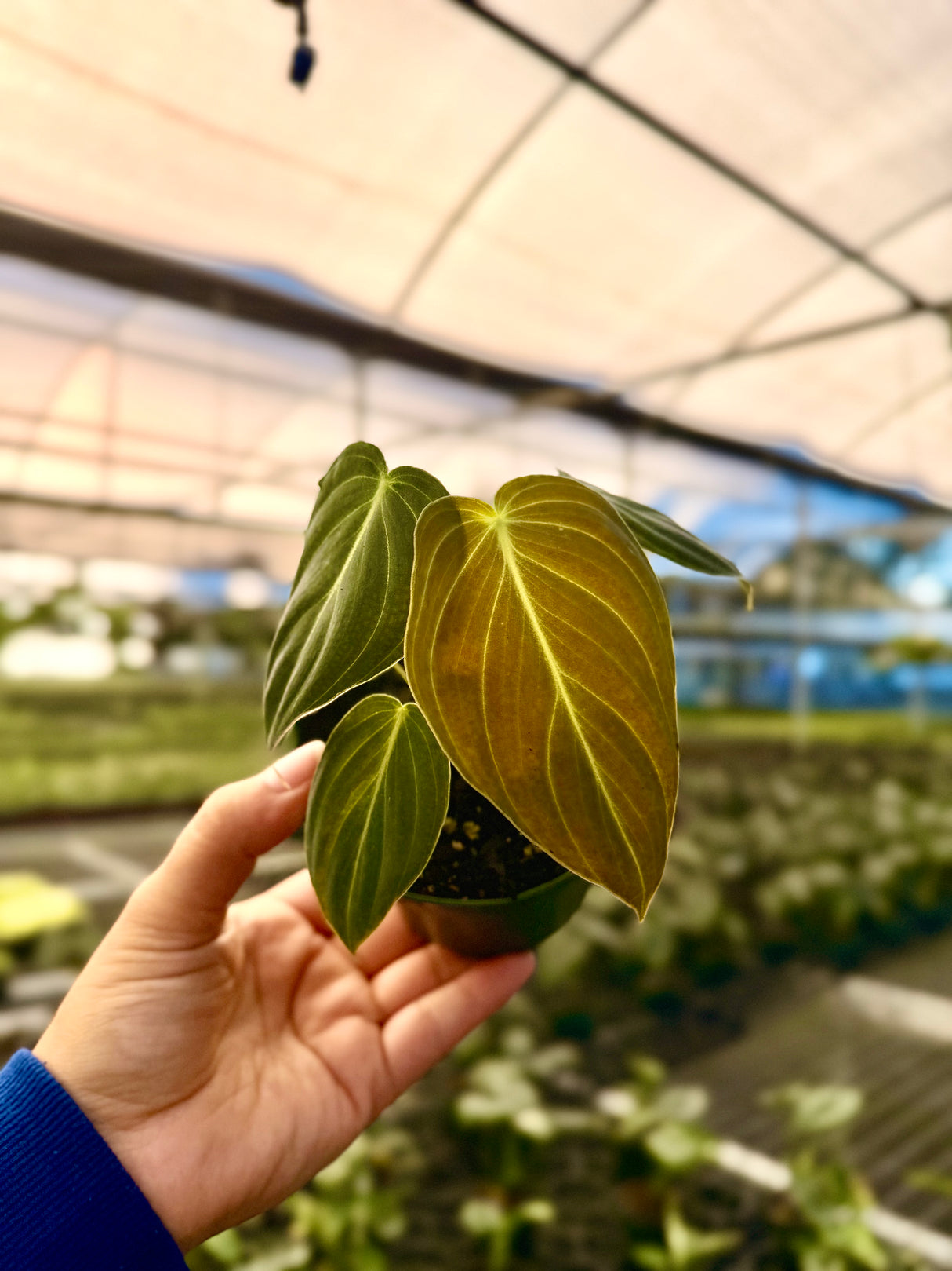 4" Philodendron melanochrysum