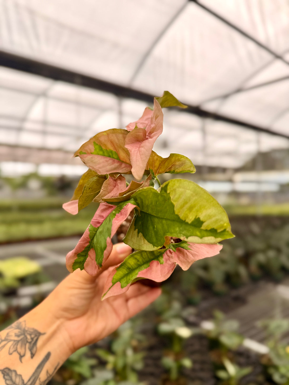 4" Syngonium ‘Pink Lava’